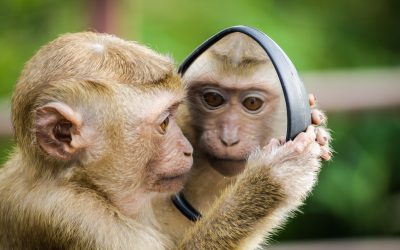 Mirror Mirror on the wall (what kind of mirror are you?)