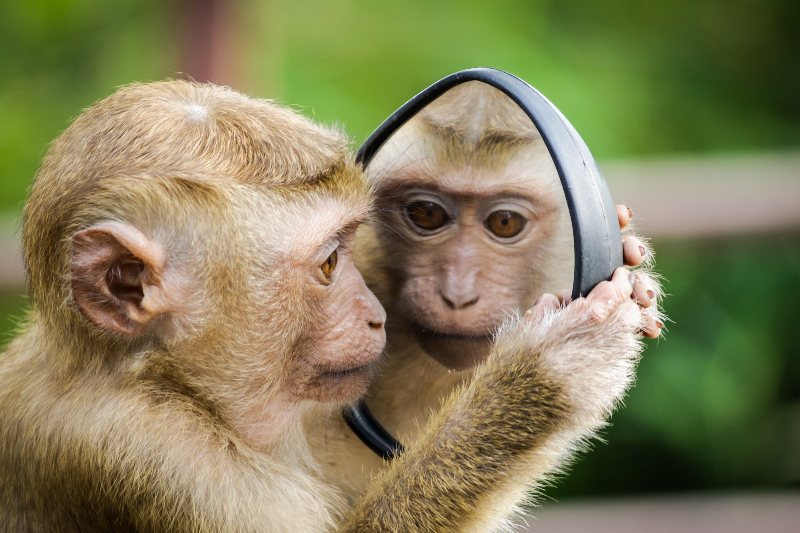 Mirror Mirror on the wall (what kind of mirror are you?)