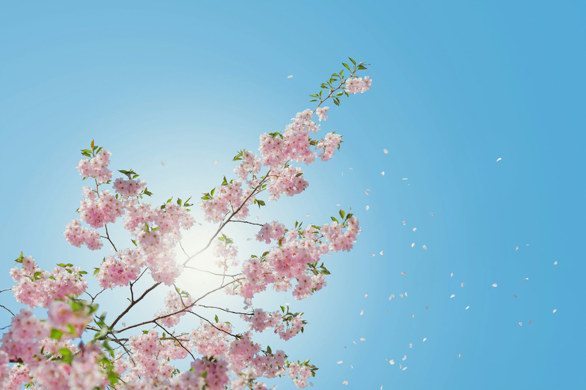 cherry blossoms