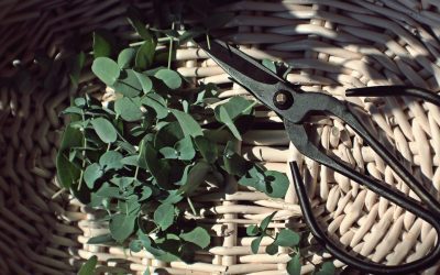 Spring Clean-up Part 2: Time for pruning – life is short!