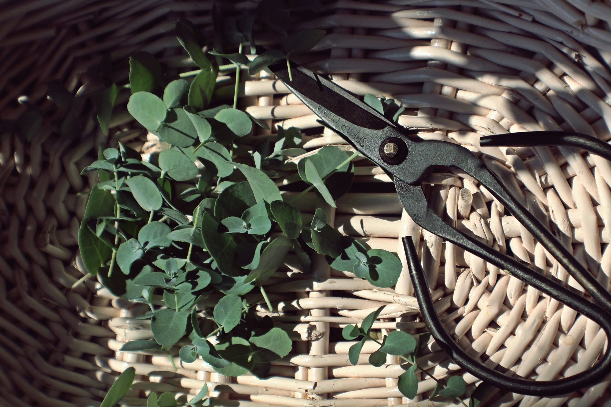 garden pruning tool