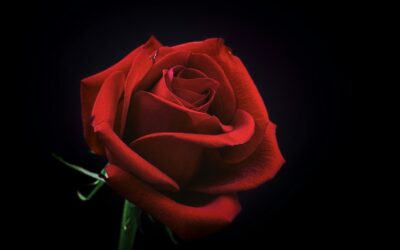 Has your relationship become stagnant? Does it need relationship renewal?