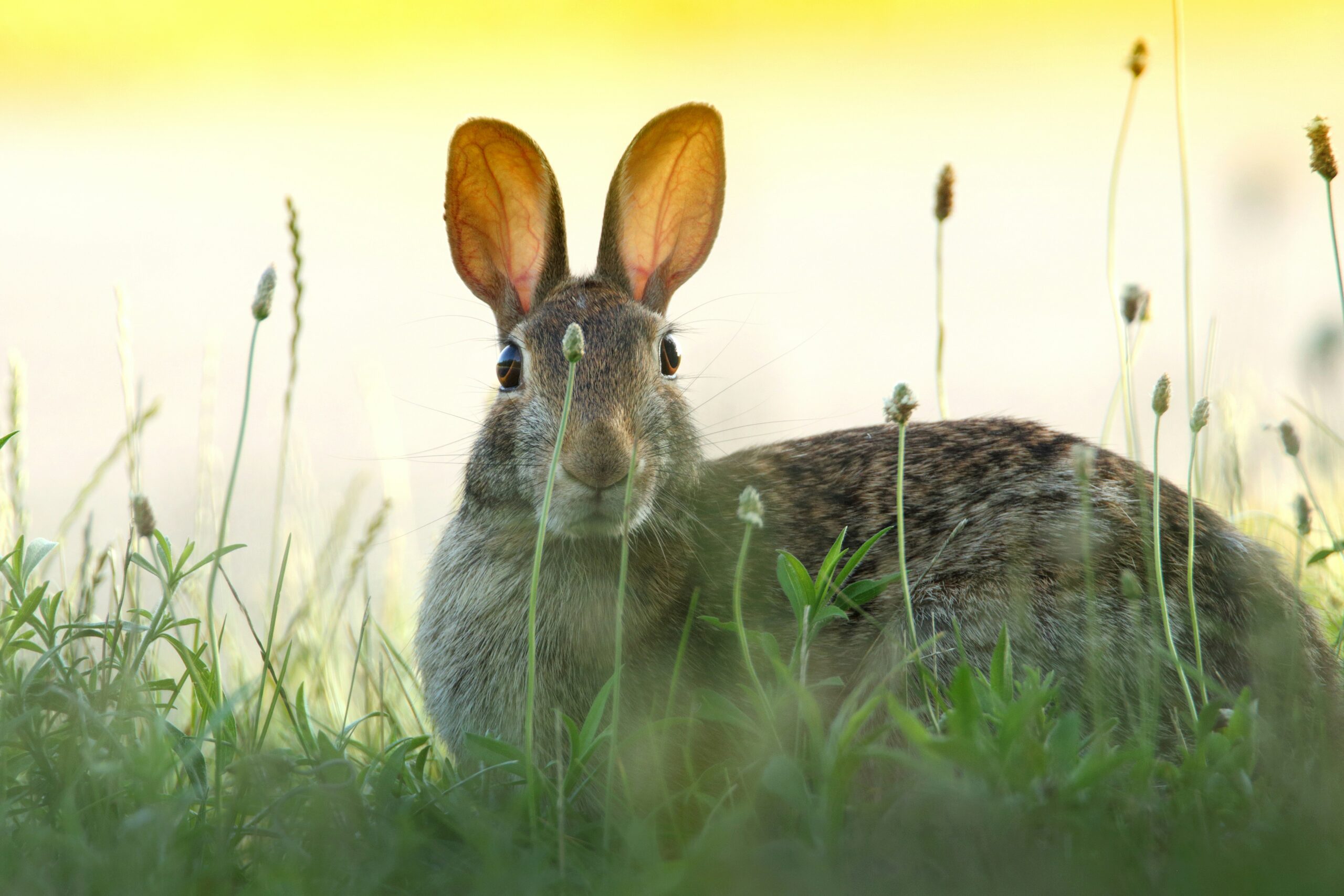 What is a real self: The Velveteen Rabbit vs Social Media